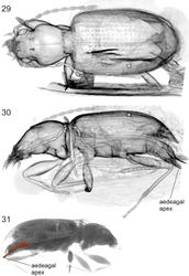 Figures 29–31. Balticeler kerneggeri gen. nov., sp. nov., volume rendering of the paratype 2 (coll. Groehn 8234) using different grey scales. 29. Dorsal aspect. 30. Left lateral aspect. 31. Right lateral aspect (downsized visualization with respect to 30) to show position of aedeagus (separated using the segmentation function of Amira software and highlighted by red colour) in the beetle body.