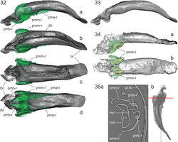 Figures 32–35. Balticeler kerneggeri gen. nov., sp. nov., volume rendering of the aedeagus of paratype 1 (OSAC 000-2900006) (32, 33) and paratype 2 (coll. Groehn 8234) (34), and transverse sections through the abdomen with aedeagus of paratype 1 (35). 32a, 33, 34a. Left lateral view. 32b. Left dorsolateral view. 32c. Dorsal view. 32d, 34b. Ventral view. The parameres were separated using the segmentation function of Amira software and highlighted by green colour in 32 and 34. The position of the selected slice in 35a is shown as a red line in 35b which illustrates the aedeagus in right lateral view. Abbreviations: do – dorsal opening (= dorsally connected basal and apical ostia); la – apical lamella of aedeagus; lbl, lbr – left resp. right lobe of median lobe bulb; md – membranous dorsal surface of the median lobe; mv – ventral surface of the median lobe; pma-l – apical apophysis of the left paramere; pma-r – preserved remain of the apical apophysis of the right paramere; pmb-l, pmb-r – basal part of the left respectively right paramere; pmm-l, pmm-r – discoidal middle portion of the left respectively right paramere; st-IV – sternit IV.