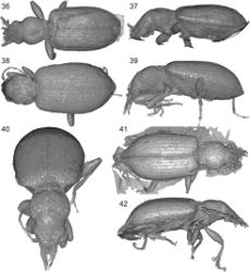 Figures 36–42. Balticeler kerneggeri gen. nov., sp. nov., volume rendering of the paratype 3 (OSAC 000-2900387) (36, 37), paratype 4 (OSAC 000-2900600) (38–40), paratype 5 (coll. Sciaky) (41, 42). 36, 38, 41. Dorsal aspect. 37, 39. Left lateral aspect. 40. Dorso-frontal aspect. 42. Right lateral aspect.