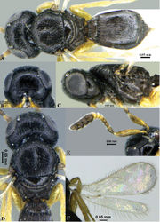 Figure 9. Phanuromyia nirvighna sp. nov. (♀). A. Habitus (dorsal view); B. Frons; C. Head and pleuron; D. Head and mesonotum; E. Antenna; F. Wings.