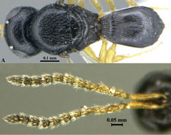 Figure 10. Phanuromyia nirvighna sp. nov. (♂). A. Habitus (dorsal view); B. Antennae.