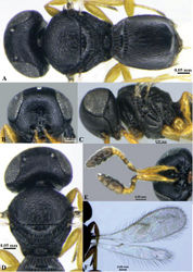 Figure 12. Phanuromyia pandya sp. nov. (♀). A. Habitus (dorsal view); B. Frons; C. Head and pleuron; D. Head and mesonotum; E. Antennae; F. Wings.