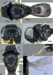 Figure 15. Phanuromyia tuluva sp. nov. (♀). A. Habitus (dorsal view); B. Frons; C. Head and pleuron; D. Head and mesonotum; E. Antenna; F. Wings.