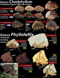 Figure 1. Diversity of the Caribbean Pygmy Jumping Leaves, tribe Choriphyllini, genera Choriphyllum and Phyllotettix. All the specimens with available photographs are shown, representing the first variability assessment for the species of these genera. The scale bar represents 5 millimetres.