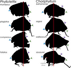 Figure 3. Annotated schematic pictorial key to genera and species of Choriphyllini. Specimens are not to scale; for size comparison see Fig. 1. The red line shows the position of the highest point of the pronotal crest. The blue arrow points to the anterior margin of the pronotum; the green arrow points to the posterior pronotal tip; and the purple arrow points to the caudal margin of the pronotal crest. Shown are silhouettes of the type specimens of each species. For C. sagrai, shown is the silhouette of Serville’s (1838)[1] drawing of the holotype. The capital sinus is marked in red and pointed out in grey.