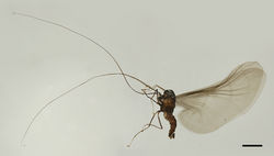 Figure 1. Male adult of D. pseudopoda sp. nov. Scale bar: 1.0 mm.