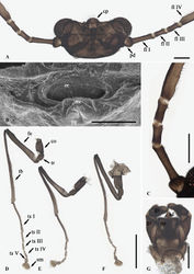 Figure 2. Male adult of D. pseudopoda sp. nov.: A. Head (ventral view); B. Oral region (ventral view); C. Flagellomeres; D. Foreleg; E. Midleg; F. hindleg; G. Terminalia (dorsal view). Abbreviations: cp, median clypeal lobe; pd, pedicel; fl, flagellomere; or, oral region; mt, mental tooth; pg, postgena; co, coxa; tr, trochanter; fe, femur; tb, tibia; ts, tarsomere; em, empodium; dp, dorsal plate; gc, gonocoxite; gs, gonostylus; ad, aedeagus. Scale bars: 0.1 mm (A, C, G); 0.05 mm (B); 0.5 mm (D–F).