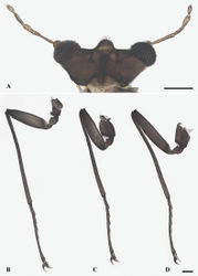 Figure 3. Female adult of D. pseudopoda sp. nov.: A. Head (ventral view); B. Foreleg; C. Midleg; D. Hindleg. Scale bars: 0.1 mm.