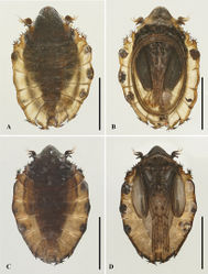 Figure 4. Pupae of D. pseudopoda sp. nov.: A. Male pupa (dorsal view); B. Male pupa (ventral view); C. Female pupa (dorsal view); D. Female pupa (ventral view). Scale bars: 1.0 mm.