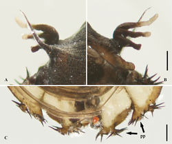 Figure 5. Pupa of D. pseudopoda sp. nov.: A. Thoracic spine (dorsal view); B. Gill (ventral view); C. Posterior end (ventral view). Abbreviation: pp, posterolateral projections. Scale bars: 0.1 mm.