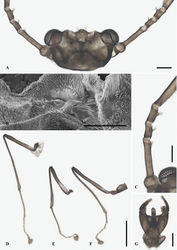 Figure 6. Male adult of D. pachychaeta sp. nov.: A. Head (ventral view); B. Oral region (ventral view); C. Flagellomeres; D. Foreleg; E. Midleg; F. Hindleg; G. Terminalia (dorsal view). Scale bars: 0.1 mm (A, C, G); 0.05 mm (B); 0.5 mm (D–F).