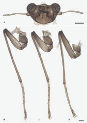 Figure 7. Female adult of D. pachychaeta sp. nov.: A. Head (ventral view); B. Foreleg; C. Midleg; D. Hindleg. Scale bars: 0.1 mm.