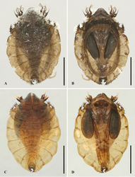 Figure 8. Pupae of D. pachychaeta sp. nov.: A. Male pupa (dorsal view); B. Male pupa (ventral view); C. Female pupa (dorsal view); D. Female pupa (ventral view). Scale bars: 1.0 mm.