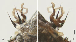 Figure 9. Male pupa of D. pachychaeta sp. nov.: A. Thoracic spine (dorsal view); B. Gill (ventral view). Scale bar: 0.1 mm.