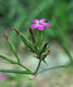 Dianthus armeria, Blütenstand