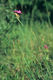 Dianthus carthusianorum, Habitus