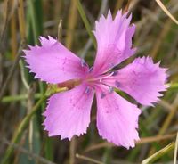 Blüte mit fünf Spiegelebenen: Karthäusernelke