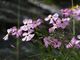 Dianthus sylvestris, Blüten