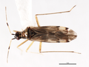 Dicyphus hesperus BOLD Systems.png