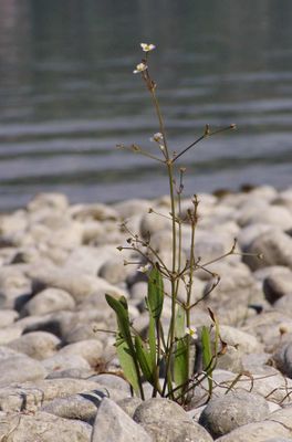 Dienst 2010 Bodensee-Makrophyten Alisma gramineum.jpeg