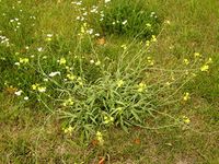 Dietmar Brandes Diplotaxis tenuifolia 2.jpg