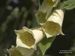 Digitalis-grandiflora Wolf-1 BIB.jpg