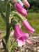 Digitalis-purpurea Biel-5 BIB.jpg