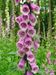 Digitalis-purpurea Gigglberger-1 BIB.jpg