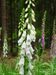 Digitalis-purpurea Gigglberger-2 BIB.jpg