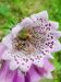 Digitalis-purpurea Gigglberger-3 BIB.jpg