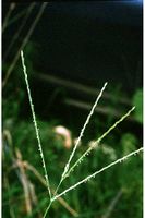 Digitaria sanguinalis.jpg