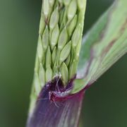 Das Häutchen, die Ligula, ist rot gefärbt, knapp 2 mm lang. (Bild: W. Wohlers, JKI)