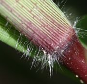 Basis der Blattscheide. Vor allem die dickeren, immer weißen Haare haben eine rote Basis. (Bild: W. Wohlers, JKI)