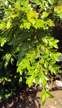 alt=Description de l'image Diospyros buxifolia.jpg.