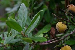 alt=Description de l'image Diospyros dichrophylla00.jpg.