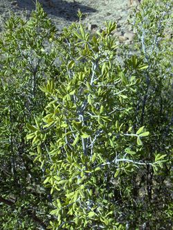 alt=Description de l'image Diospyros texana.jpg.