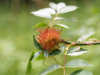 „Schlafapfel“ an der Rose (Foto: Siegfried Kehl)