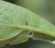 Ein Insekt hat am Rand genagt und auch etwas Epidermis weggefressen, sodass ein Loch mit der zurückgebliebenen, vertrockneten Epidermis entstand. Außerdem eine Blattlaus. (Bild: W. Wohlers)