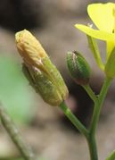 Manchmal sind die Hüll- wie auch die Blütenblätter rötlich gefärbt. Die Narbe ist bereits zu sehen. (Bild: W. Wohlers)