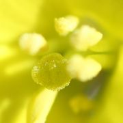 Die Narbe hat eine fein strukturierte Oberfläche. Antheren wie Narbe sind gelb. (Bild: W. Wohlers)