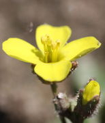 Eine Blüte von der Seite. (Bild: W. Wohlers)