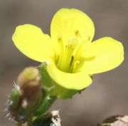 Die leeren Antheren sind über die Narbe hinaus gewachsen. (Bild: W. Wohlers)