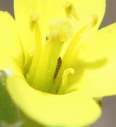 In der Blüte im vorigen Bild hatte sich ein Thrips versteckt, wahrscheinlich Pollen fressend. (Bild: W. Wohlers)