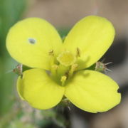 Die Antheren verfärben sich dunkel, die junge Schote beginnt zu wachsen und schiebt die Narbe aus der Blüte heraus. (Bild: W. Wohlers)