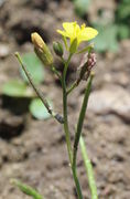 Ein völlig unbehaarter Stängel. Selten ist mehr als eine Blüte pro Stängel geöffnet. (Bild: W. Wohlers)