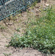 Pflanzen in voller Blüte, deren Stängel 50 lang werden können. (Bild: W. Wohlers)