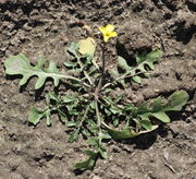 Eine kleine Rosette im April. (Bild: W. Wohlers, JKI)