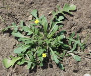 Die Blätter der Rosette, hier Ende Mai, können 10 cm lang werden. (Bild: W. Wohlers)