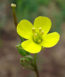 Blüte und Frucht – Fornax, CC BY-SA 3.0