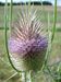 Dipsacus-fullonum Biel-2 BIB.jpg